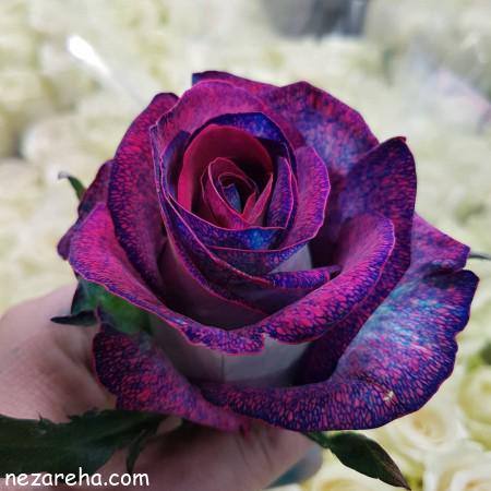 عکس گل رز , گل رز برای پروفایل , تصاویر گل رز قرمز , گل رز آبی و سفید , 'g vc