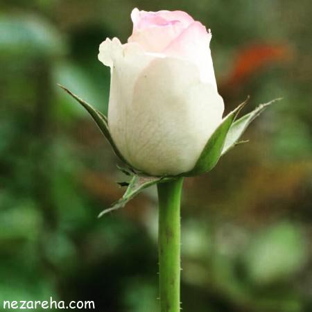 تصاویر گل رز سفید , گل رز سفید هلندی , عکس گل های رز سفید