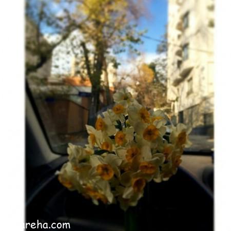 عکس گل نرگس زرد , عکس گل نرگس سفید , گل های نرگس زیبا , تصاویر گل های نرگس