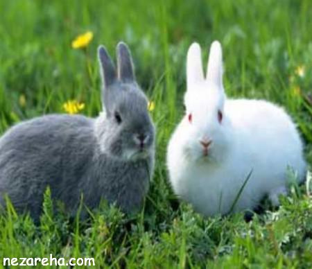 تعبیر خواب خرگوش , دیدن خرگوش سفید و سیاه , دیدن خواب بچه خرگوش