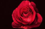عکس گل رز | تصاویر زیبا از گل های رز قرمز , سفید و آبی برای پروفایل