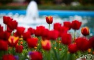 عکس گل لاله | مجموعه تصاویر زیبا از گل های لاله قرمز و زرد
