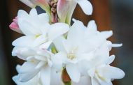 عکس گل مریم سفید | مجموعه ای از تصاویر و عکس های با کیفیت گل مریم