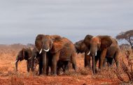 تعبیر خواب فیل | نشانه و تعابیر دیدن و فیل سواری در خواب